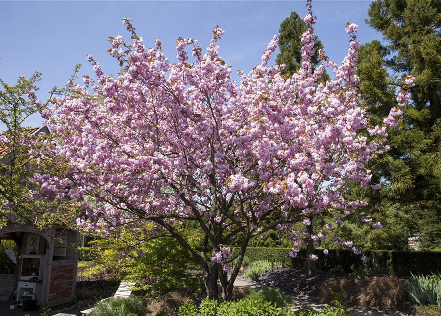 Prunus, Zierkirsche