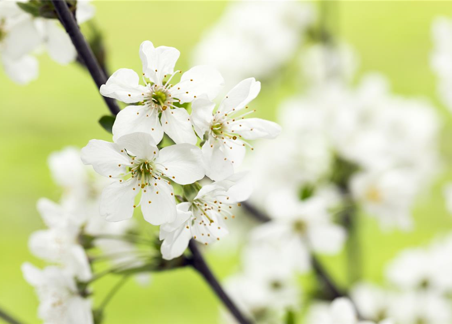 Prunus, Zierkirsche