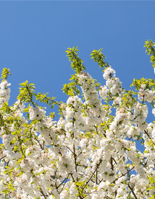 Prunus, Zierkirsche