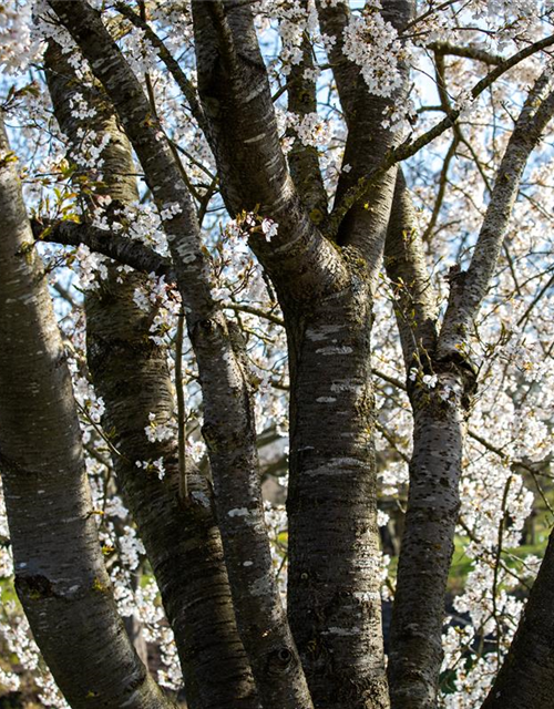 Prunus, Zierkirsche