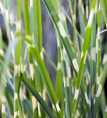 Miscanthus sinensis 'Strictus'