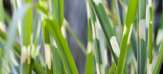 Miscanthus sinensis 'Strictus'