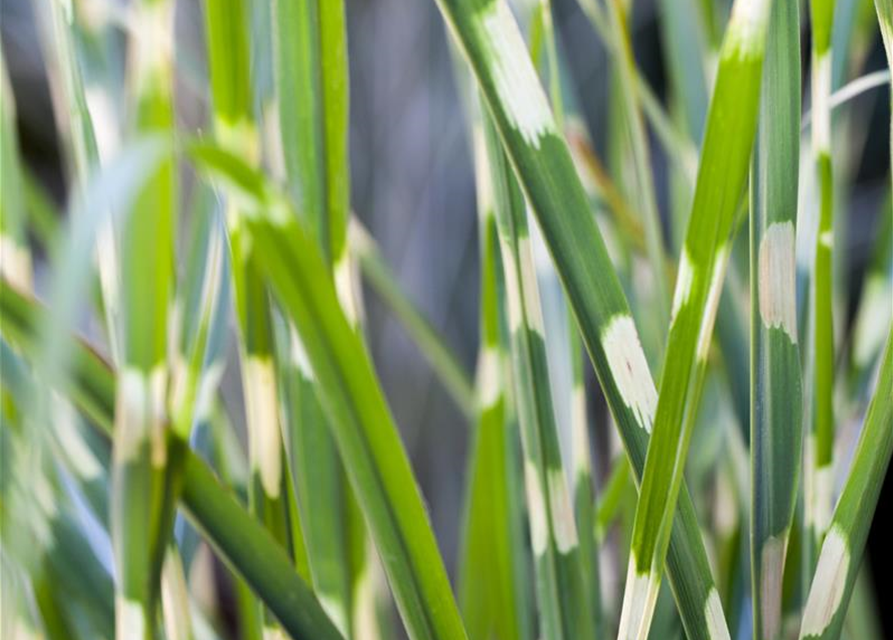 Miscanthus sinensis 'Strictus'