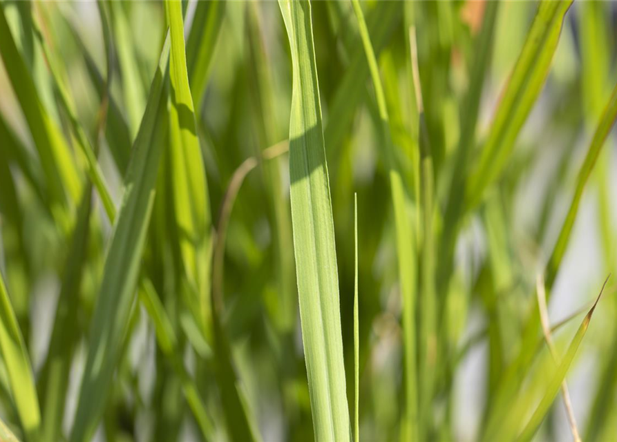 Miscanthus sinensis 'Strictus'