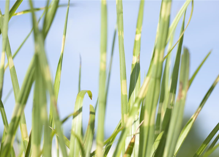 Miscanthus sinensis 'Strictus'