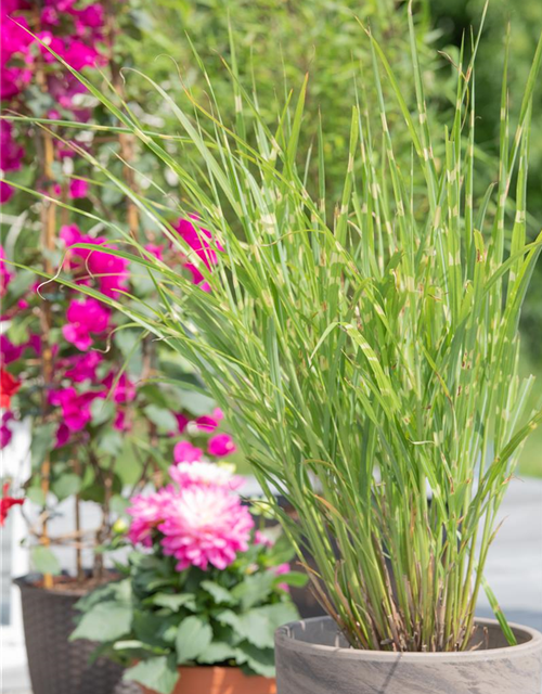 Miscanthus sinensis 'Strictus'