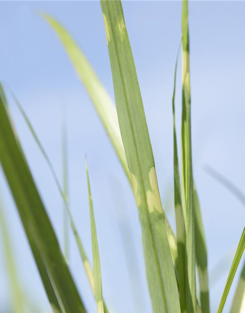 Miscanthus sinensis 'Strictus'