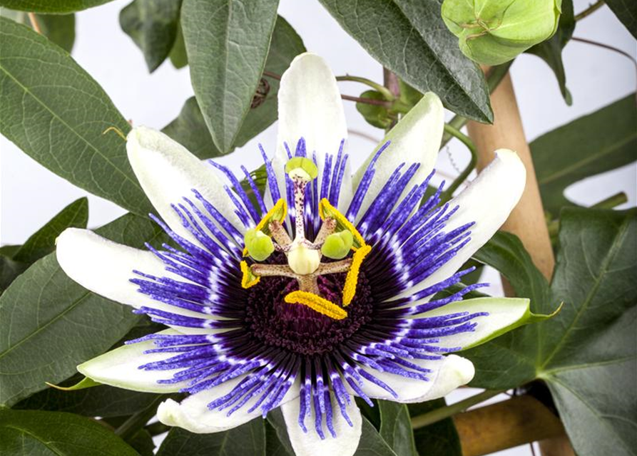 Passiflora caerulea