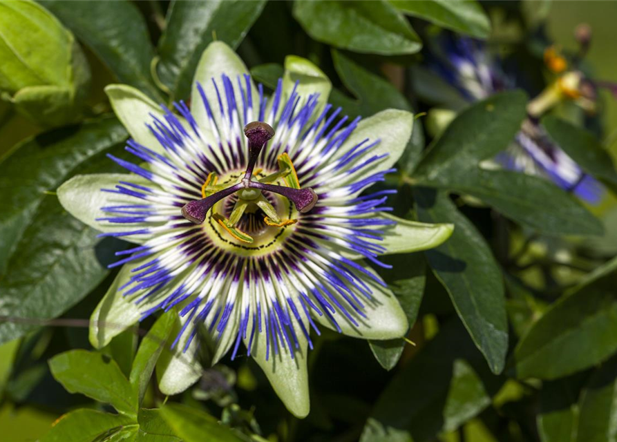 Passiflora caerulea