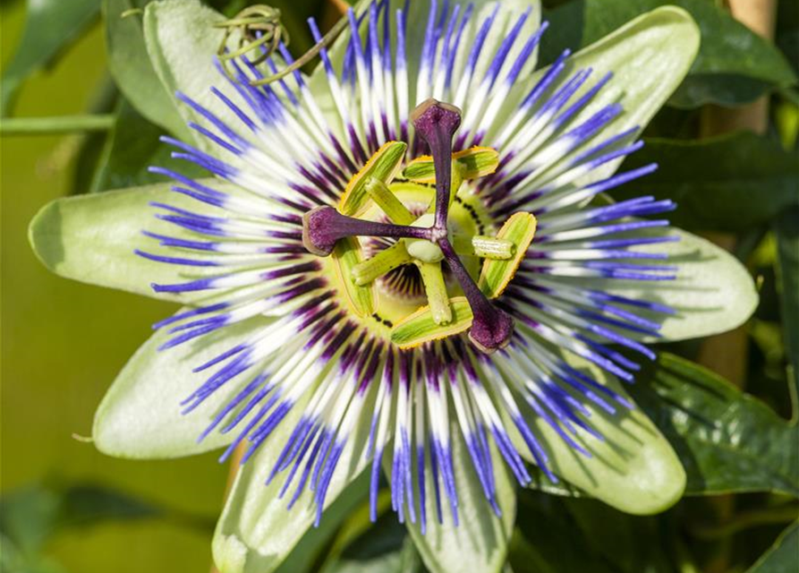 Passiflora caerulea