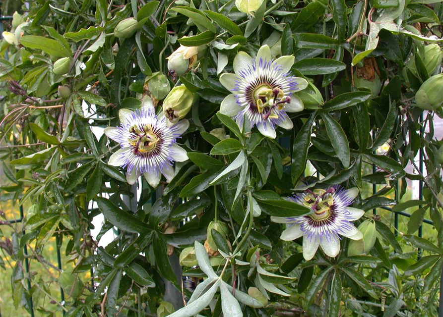 Passiflora caerulea