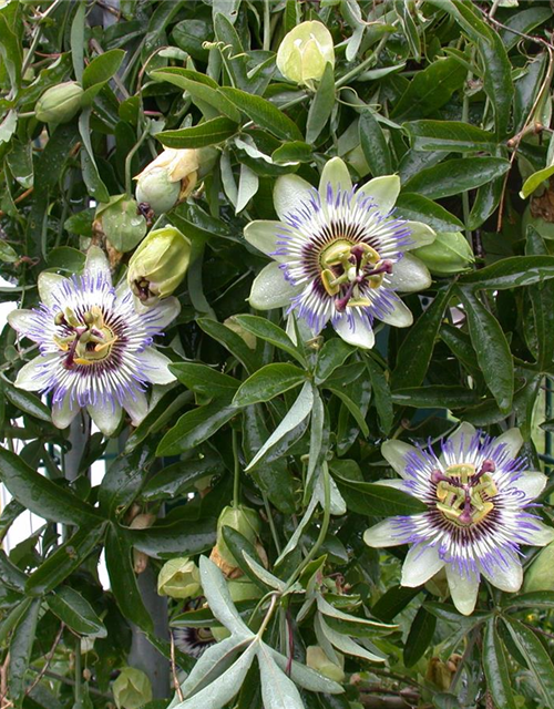 Passiflora caerulea