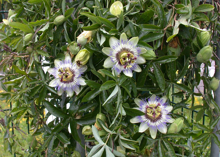 Passiflora caerulea