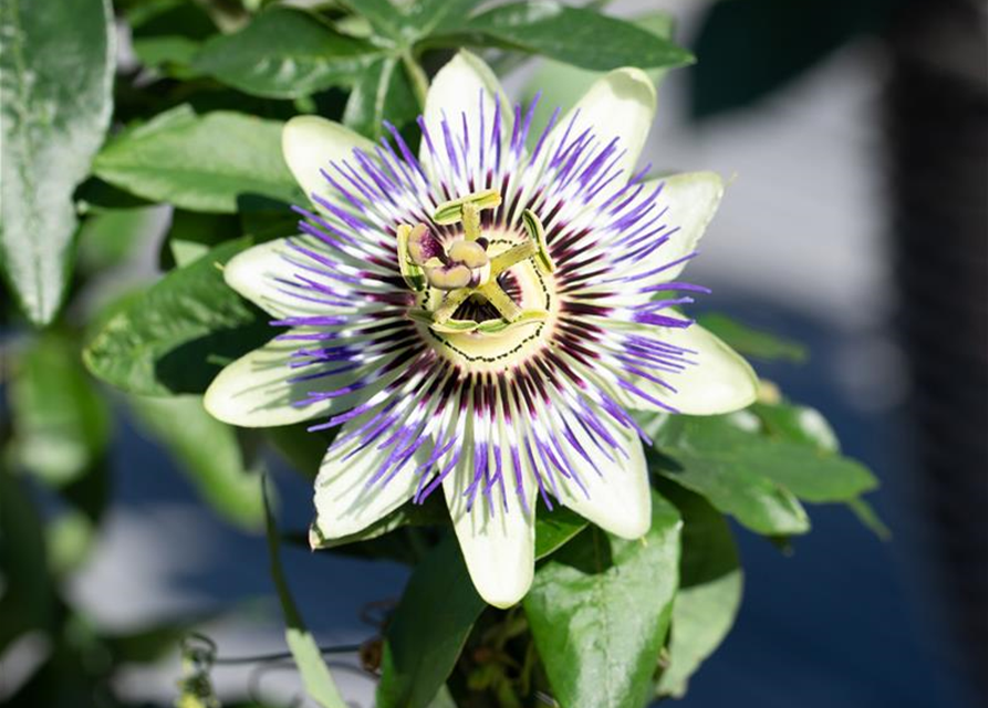 Passiflora caerulea