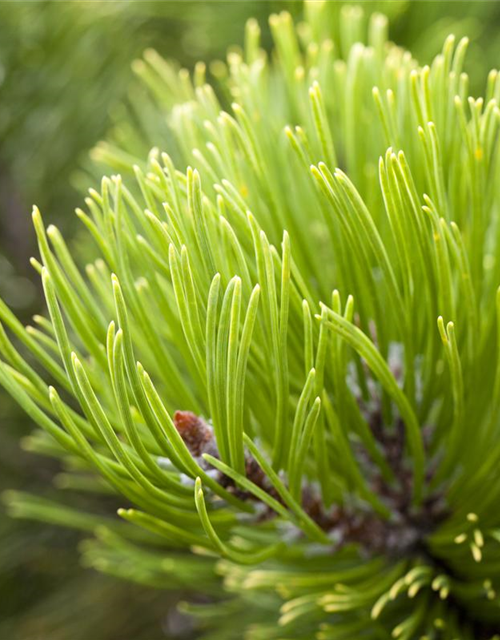 Pinus mugo