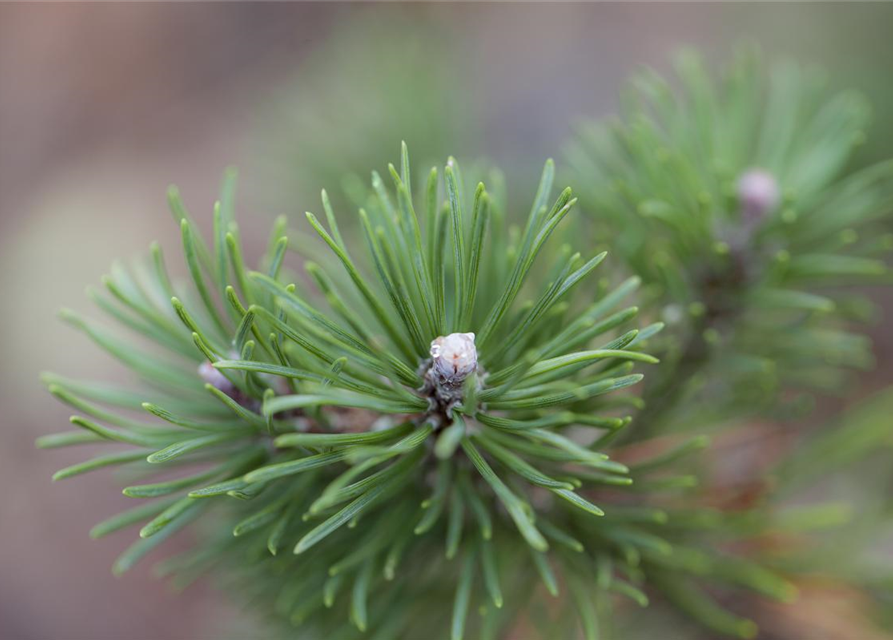 Pinus mugo