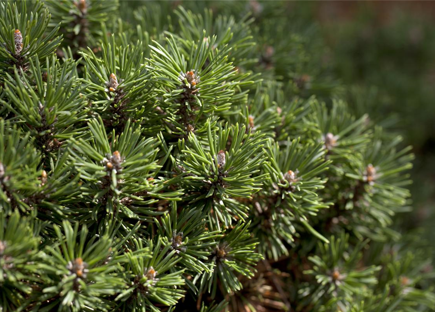 Pinus mugo