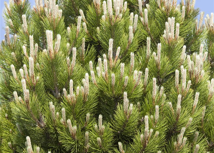 Pinus mugo