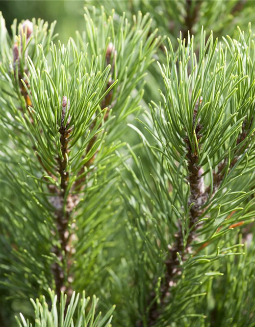 Pinus mugo 'Carsten´s Wintergold'