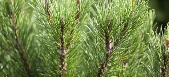 Pinus mugo 'Carsten´s Wintergold'