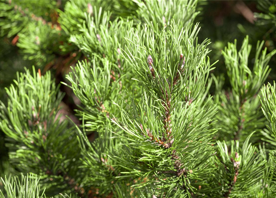 Pinus mugo 'Carsten´s Wintergold'