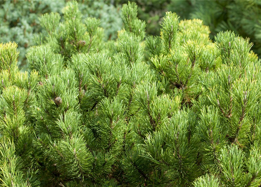 Pinus mugo 'Carsten´s Wintergold'