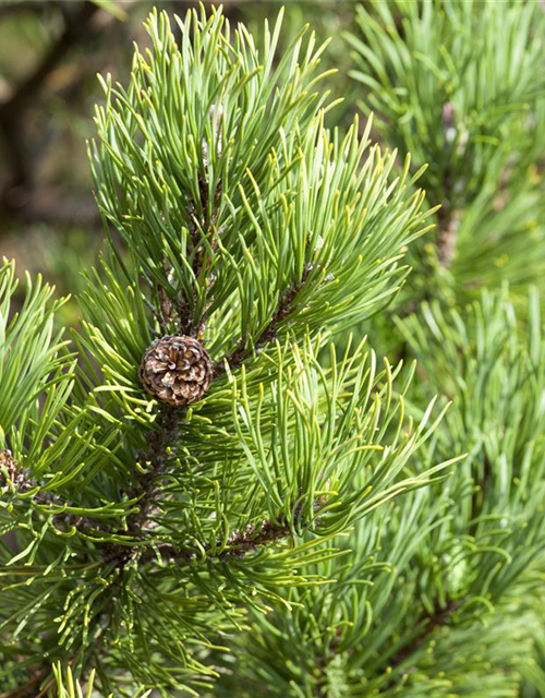 Pinus mugo 'Carsten´s Wintergold'