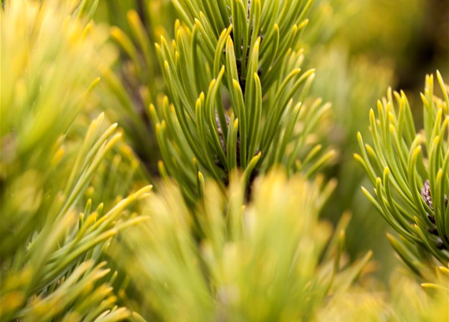 Pinus mugo 'Carsten´s Wintergold'