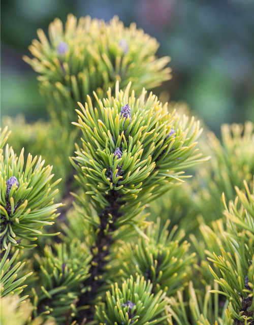 Pinus mugo 'Carsten´s Wintergold'