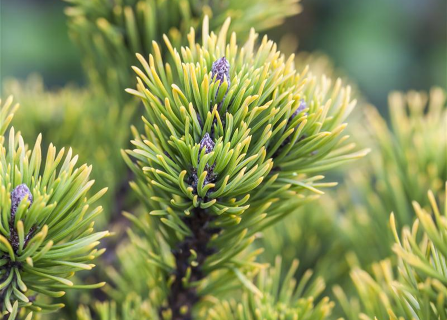 Pinus mugo 'Carsten´s Wintergold'