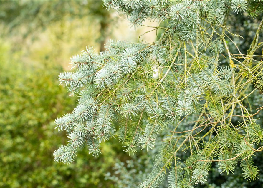 Pseudotsuga menziesii