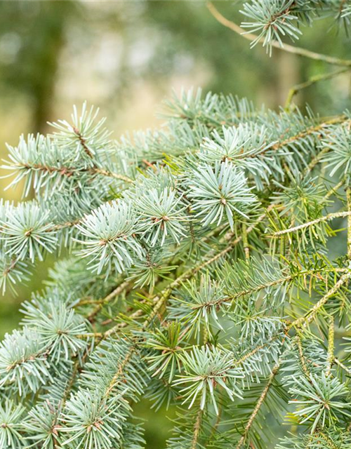 Pseudotsuga menziesii