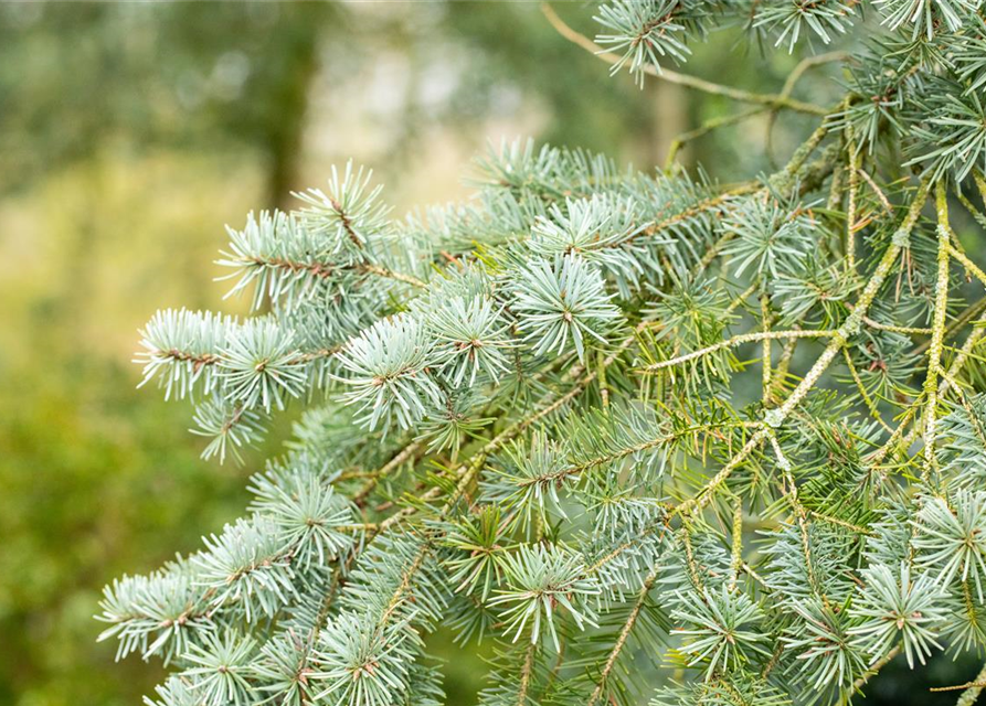 Pseudotsuga menziesii