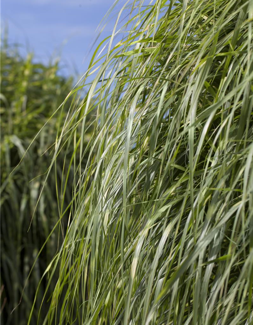 Miscanthus sinensis 'Zebrinus'