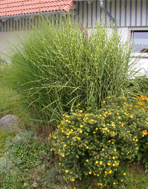 Miscanthus sinensis 'Zebrinus'