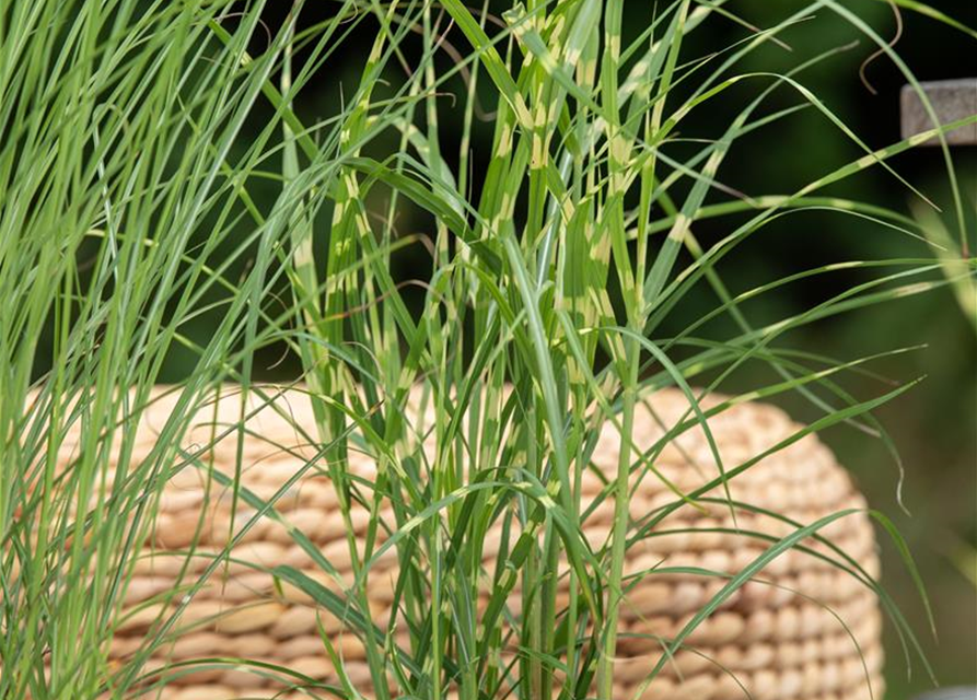 Miscanthus sinensis 'Zebrinus'