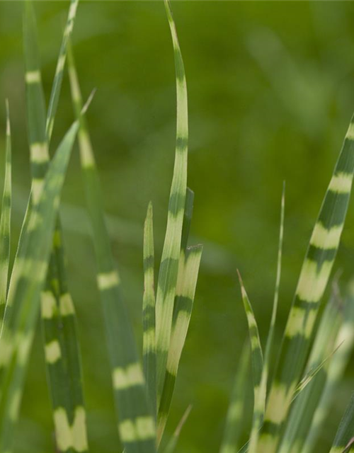 Miscanthus sinensis 'Zebrinus'