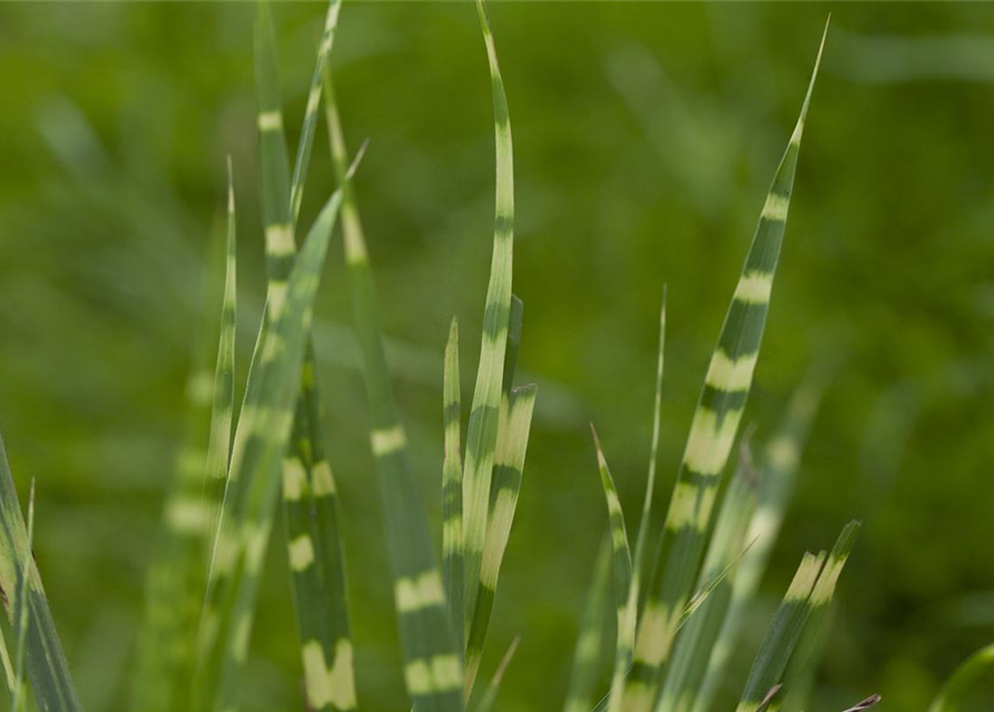 Miscanthus sinensis 'Zebrinus'