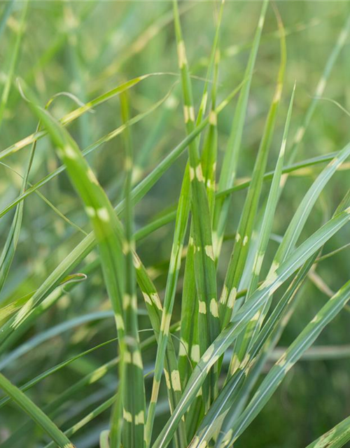 Miscanthus sinensis 'Zebrinus'