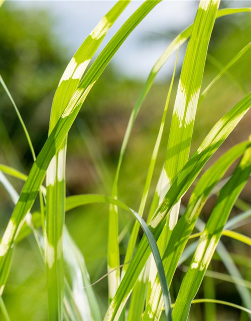 Miscanthus sinensis 'Zebrinus'