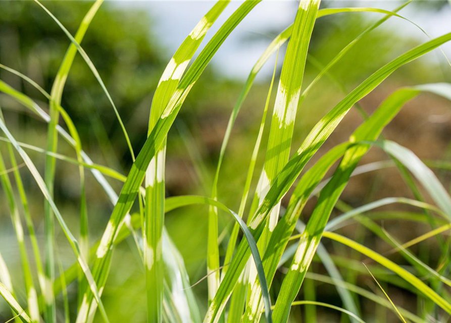 Miscanthus sinensis 'Zebrinus'