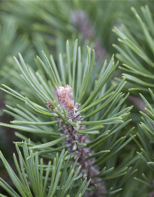 Pinus mugo 'Mops'