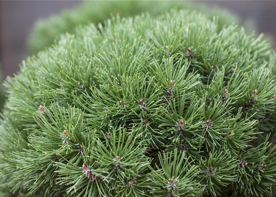 Pinus mugo 'Mops'