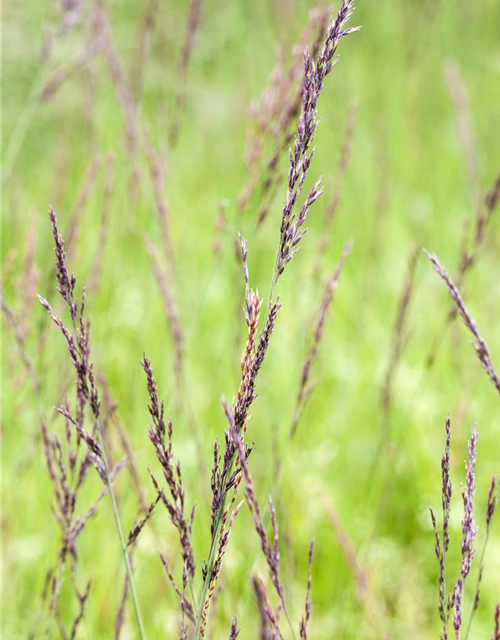 Molinia caerulea