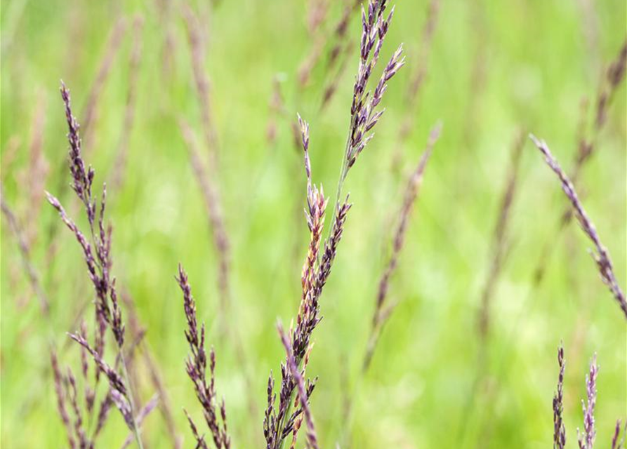 Molinia caerulea