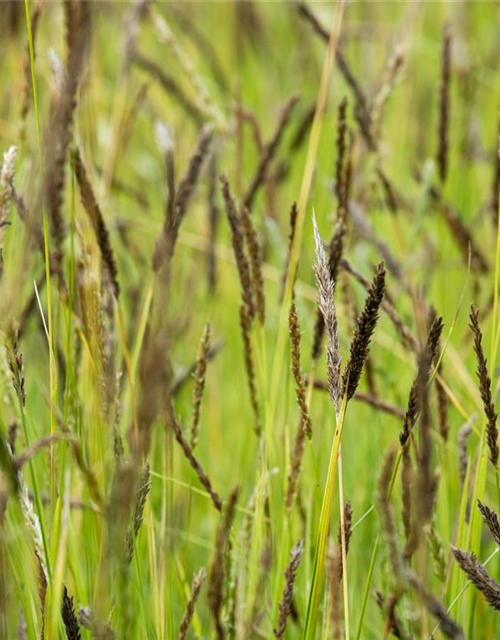 Molinia caerulea