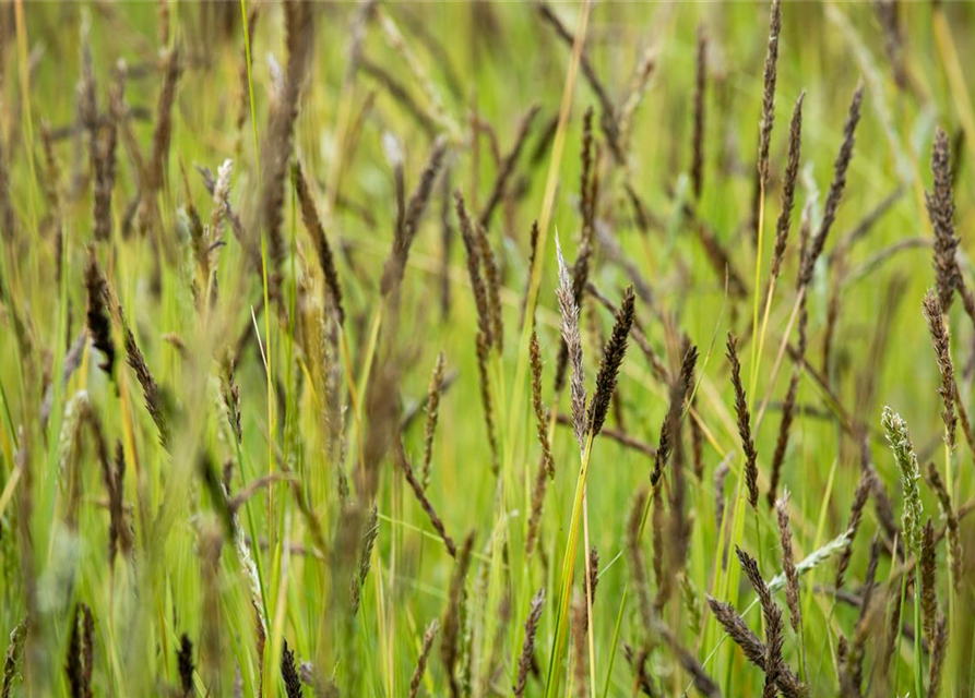 Molinia caerulea