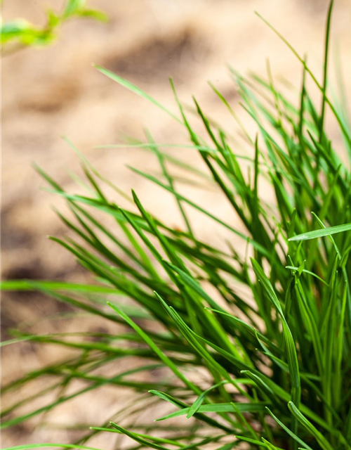 Molinia caerulea