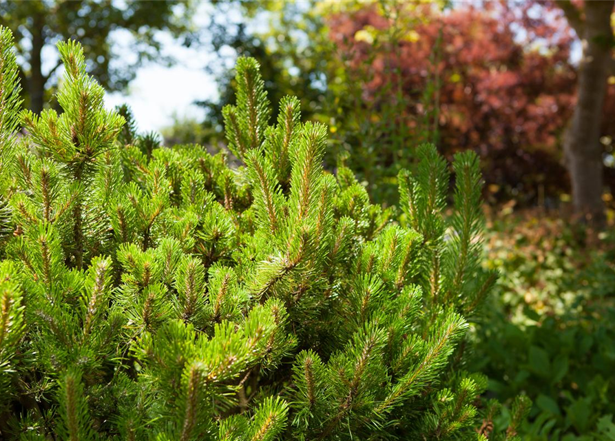 Pinus mugo subsp. mughus