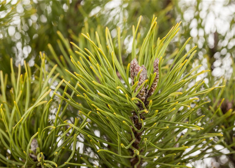 Pinus mugo subsp. mughus